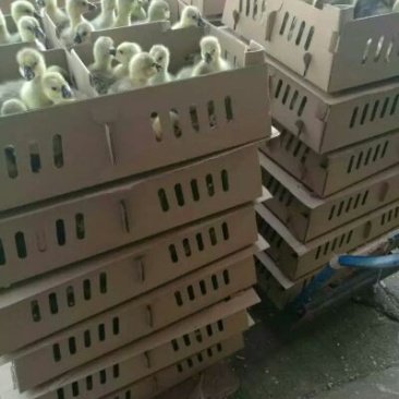 鹅苗250g以下