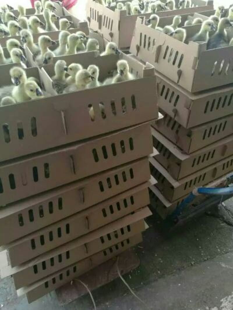鹅苗250g以下