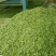 石阡苔茶特级