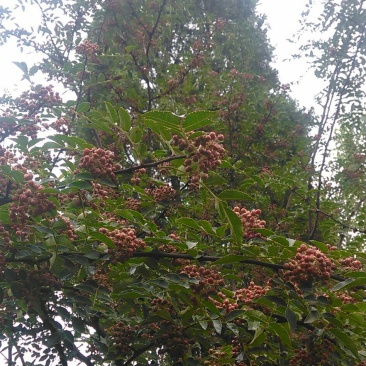 青花椒一级鲜