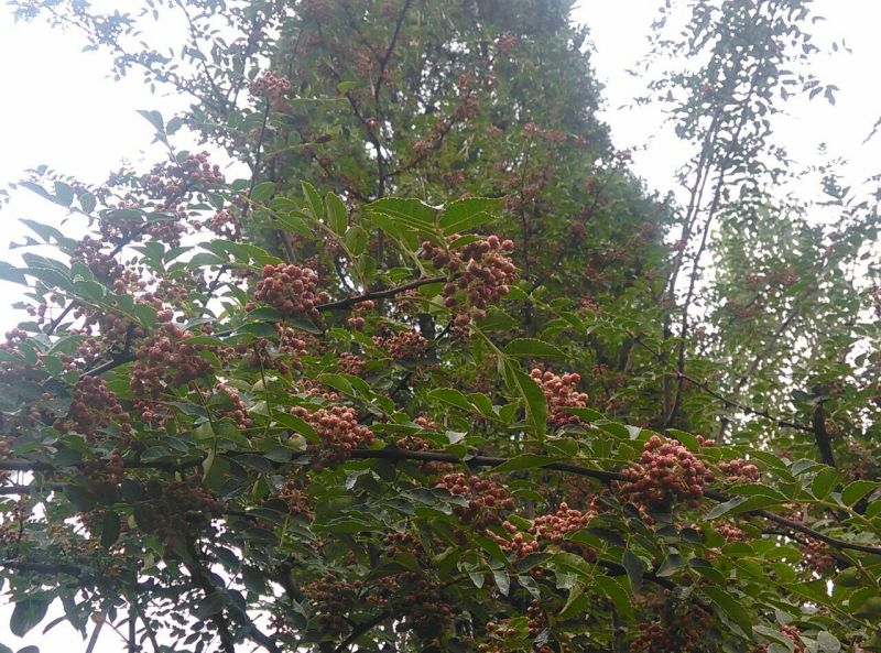 青花椒一级鲜