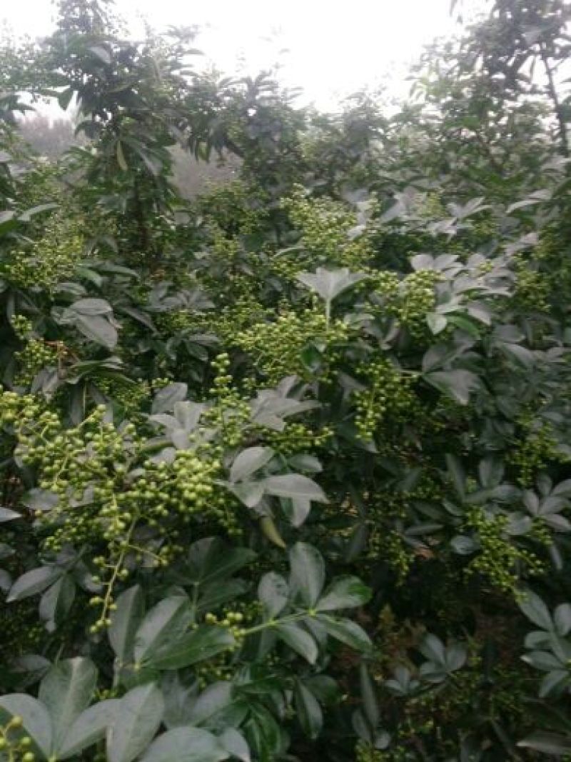 花椒苗0.5~1年