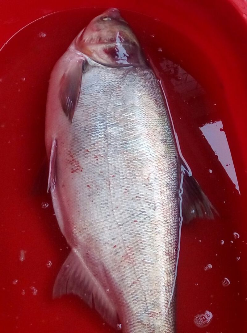 白鲫食用
