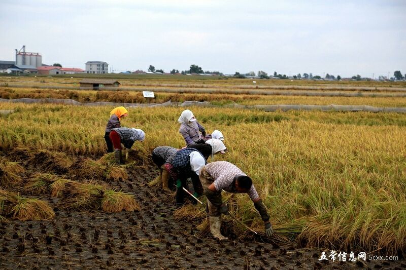 稻花香二号大米新米一级