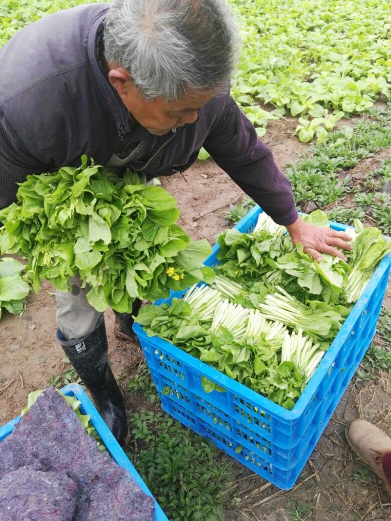 白菜苔20~30厘米