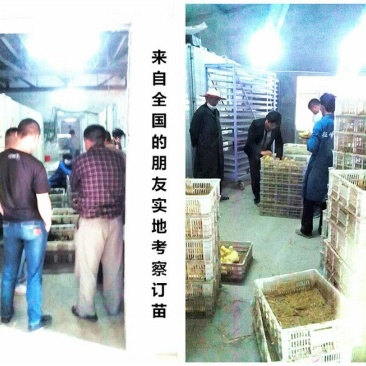 狮头鹅苗250g以下