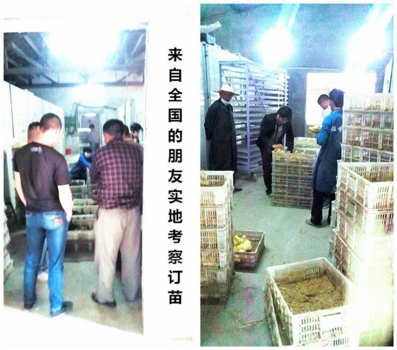 狮头鹅苗250g以下