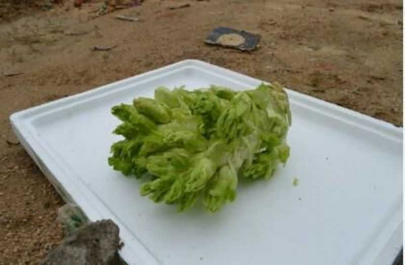 儿菜3两以上
