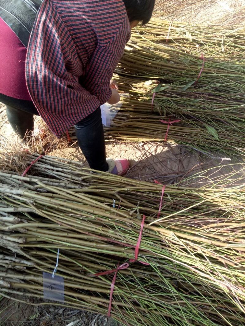 红不软桃树苗80cm以上