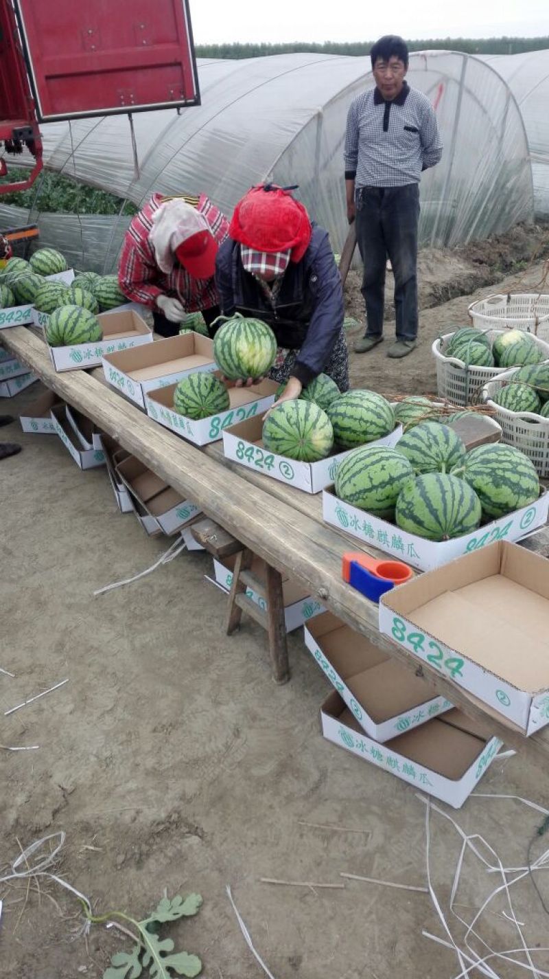 8424西瓜5斤打底8成熟1茬