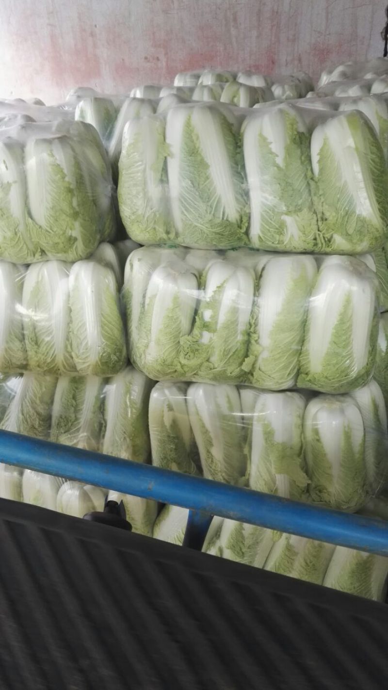 山东北京三号白菜大白菜4~6斤适合超市，市场，加工
