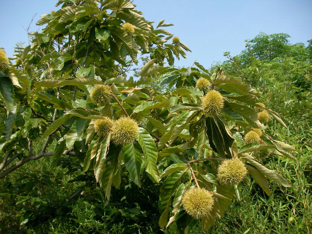 四川攀枝花市仁和区板栗 中粒 菜栗种批发_杨