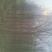 榆树6~8cm4~6cm2.5~3m