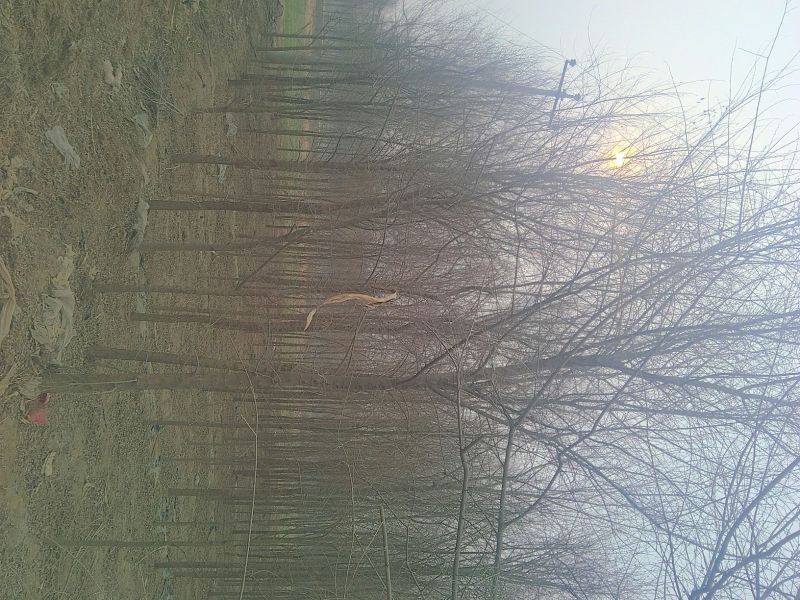 榆树6~8cm4~6cm2.5~3m