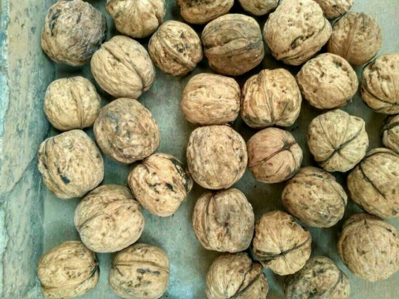 薄皮核桃30mm以上去皮