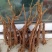 黄芩