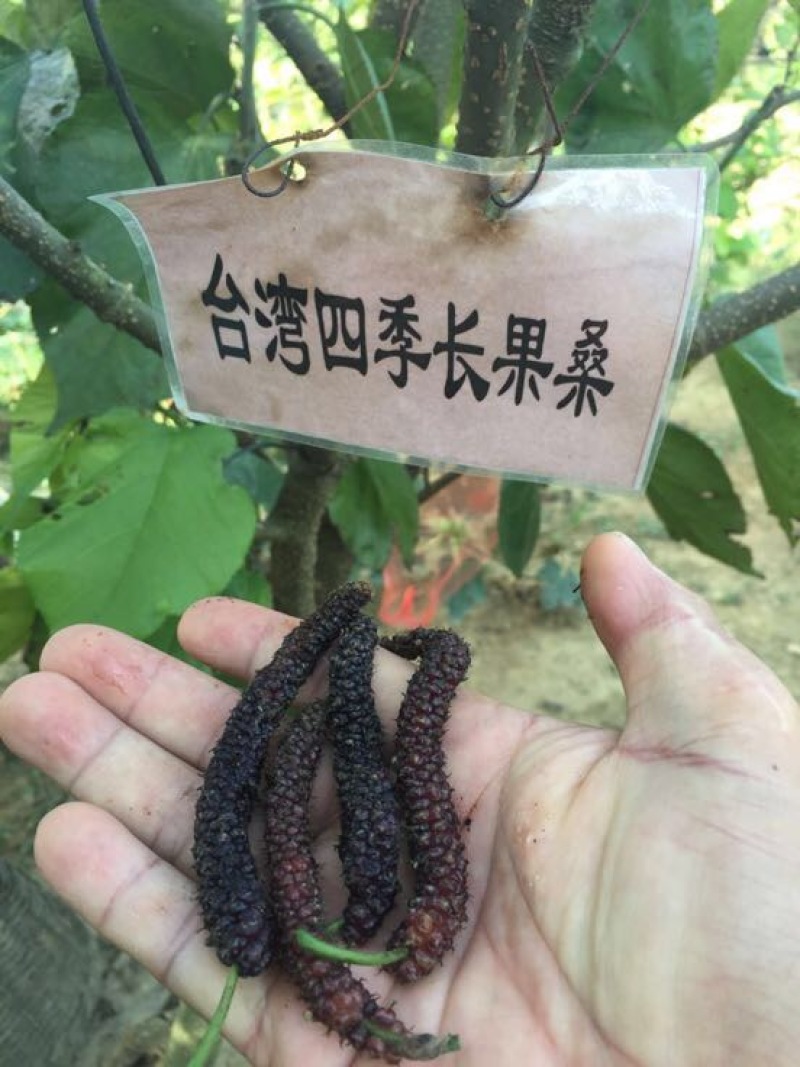 果桑苗、长果桑苗、饲料桑苗、