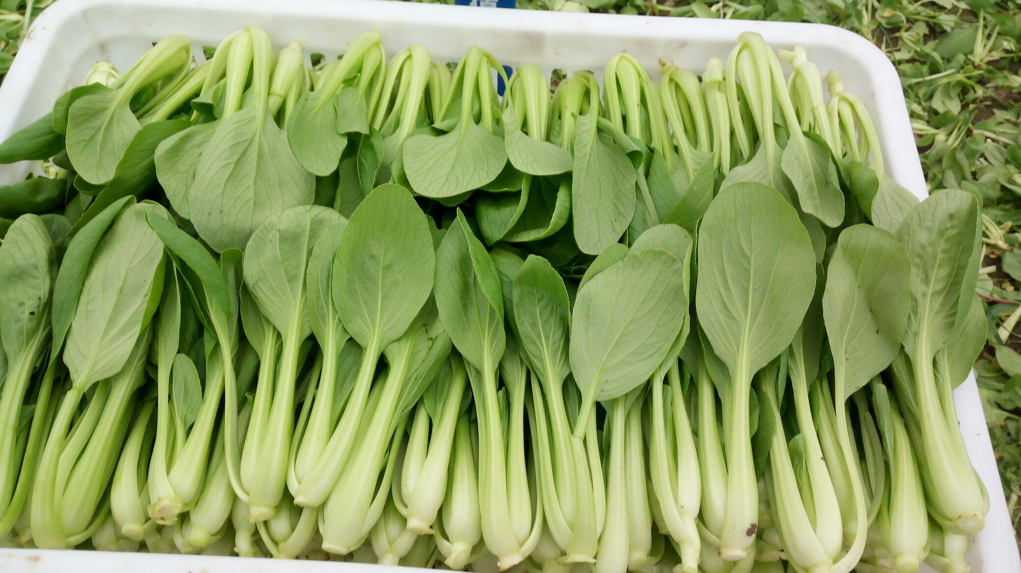 江苏南通市通州区上海青小白菜 10~15cm批发