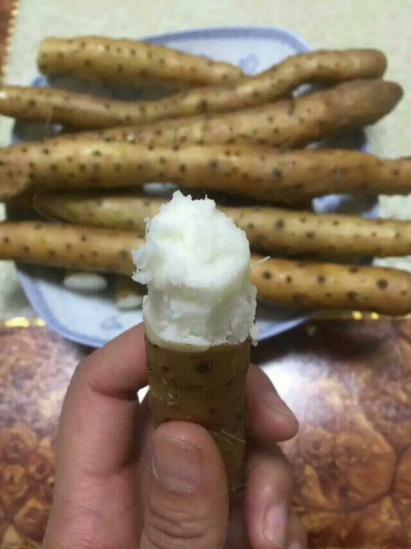 垆土山药2~3厘米特级40~50厘米