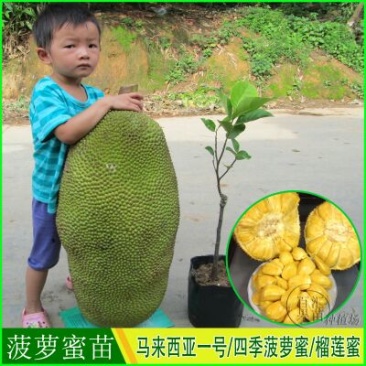 1号菠萝蜜苗一号菠萝蜜海南大菠萝菠萝蜜树树苗