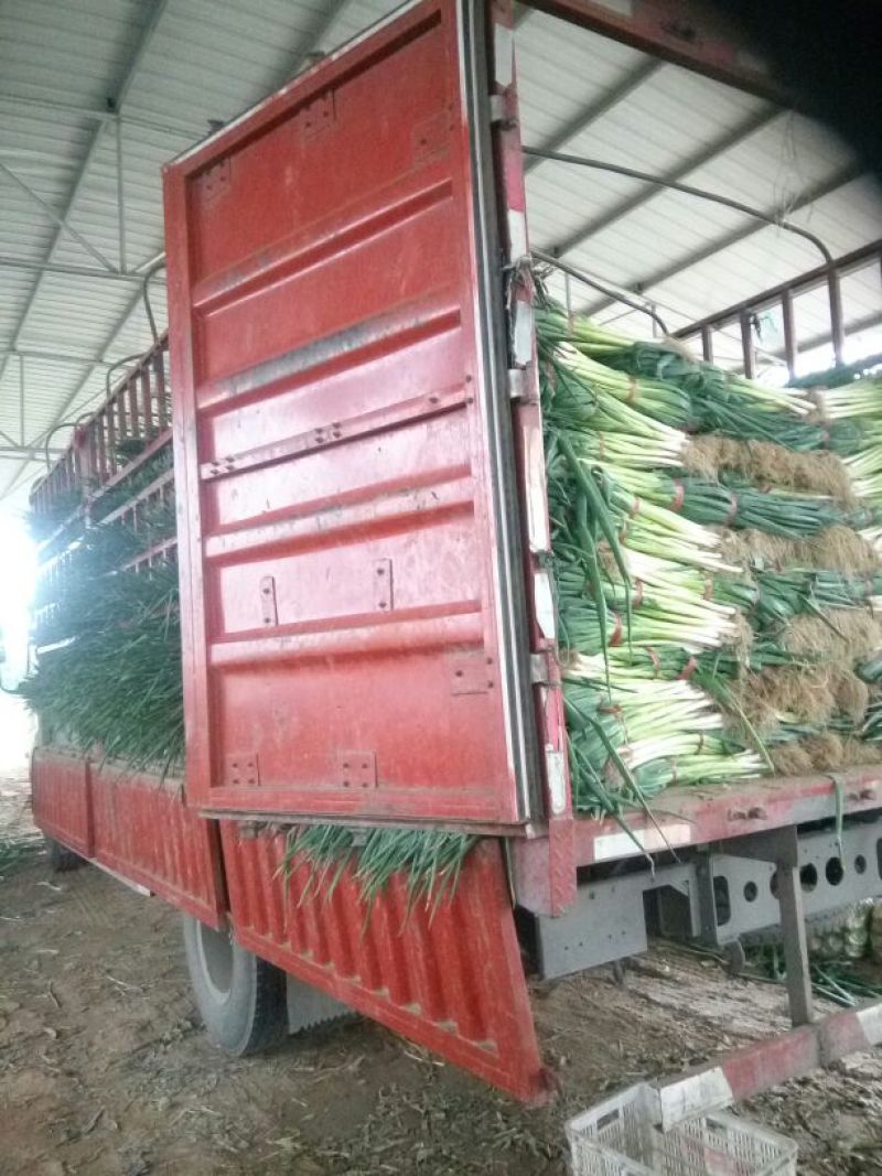 安阳青葱大葱净葱，长白大葱，质量好，价格便宜。