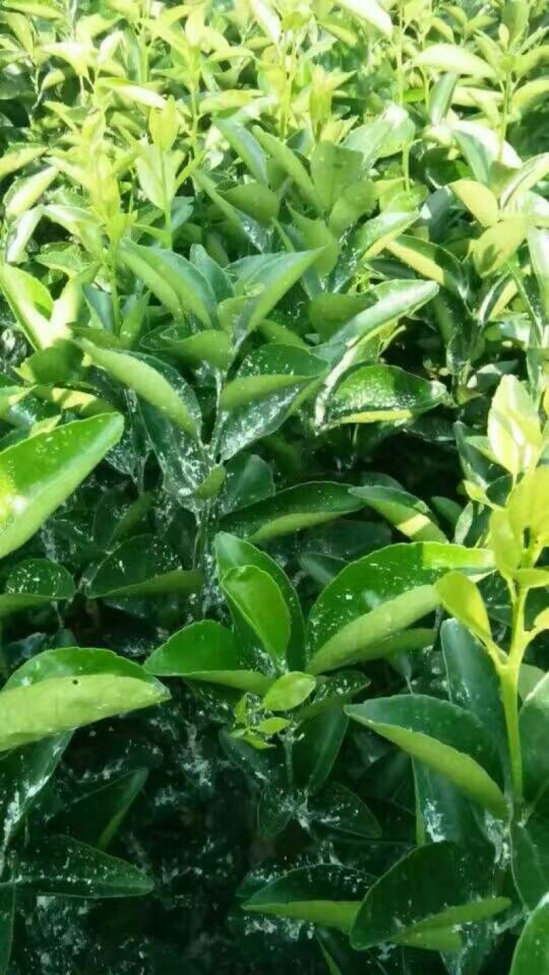 纽荷尔脐橙苗