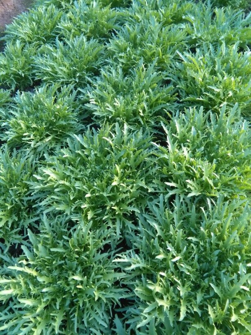 苦菊15~20cm