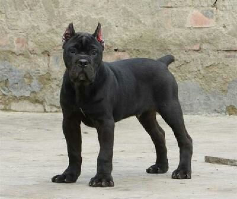 比特犬
