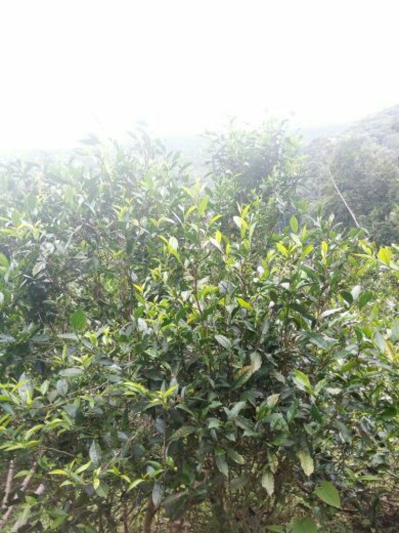普洱茶散茶