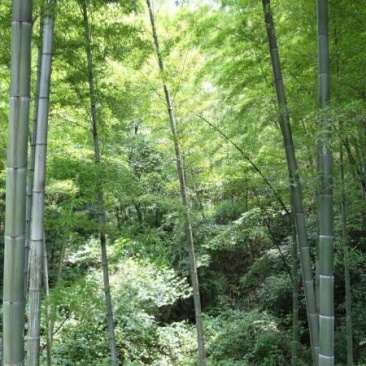 竹子6~7m
