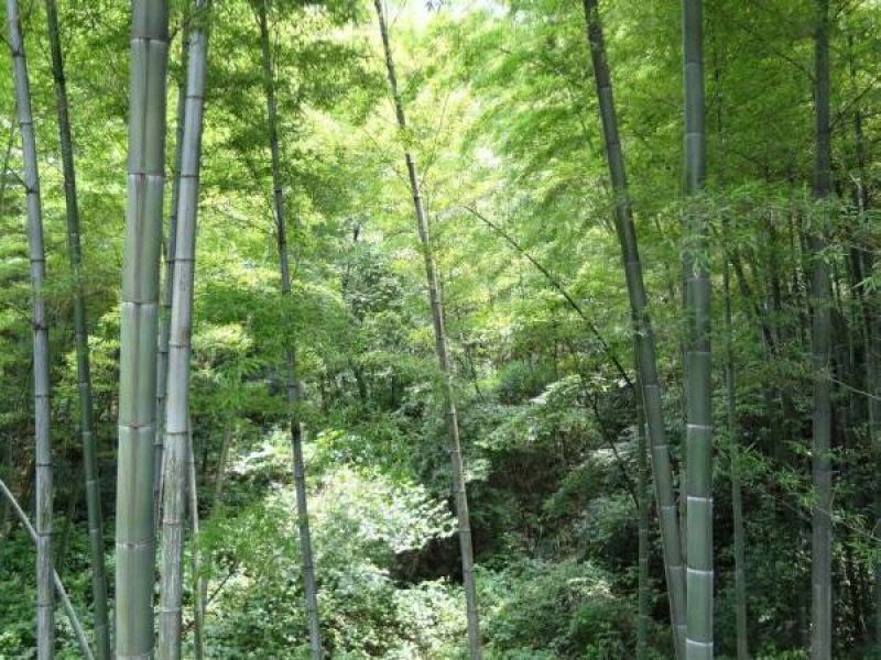 竹子6~7m