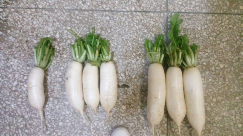 白萝卜1.5~2斤起