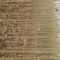 107杨树261~300cm