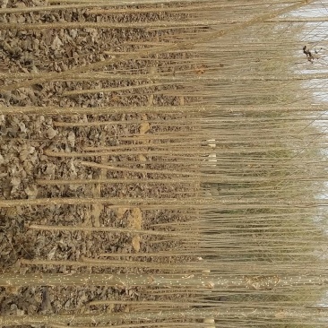 107杨树261~300cm