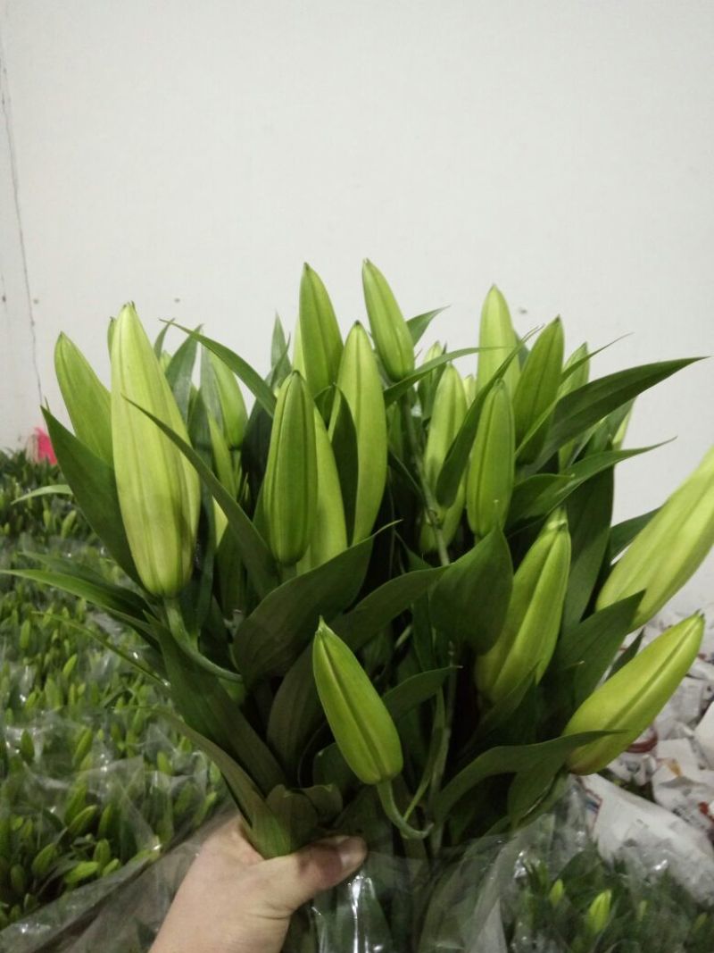 荷兰百合4以上