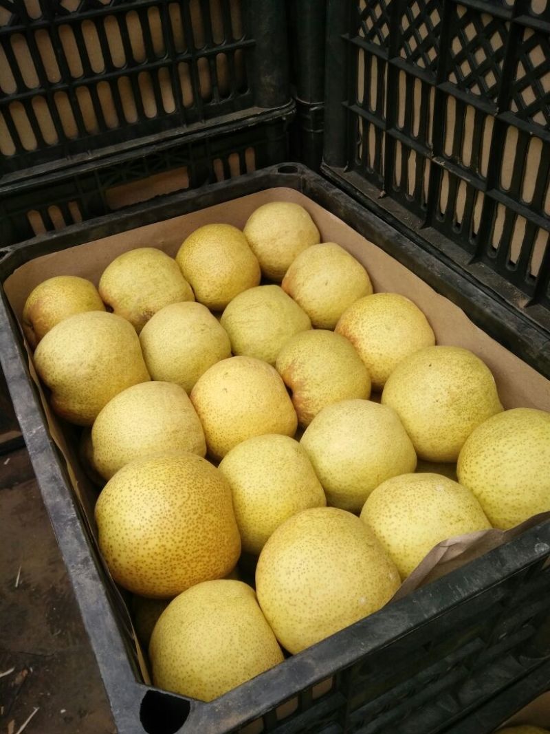 砀山梨200~250g筐装