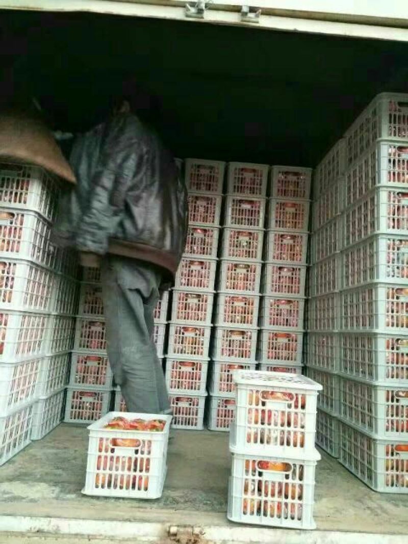 芦柑产地看货论价保质保量24小时在线服务