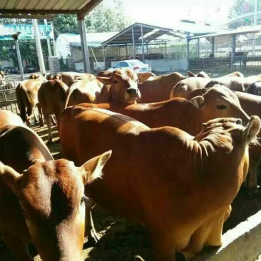 鲁西黄牛犊200~300kg