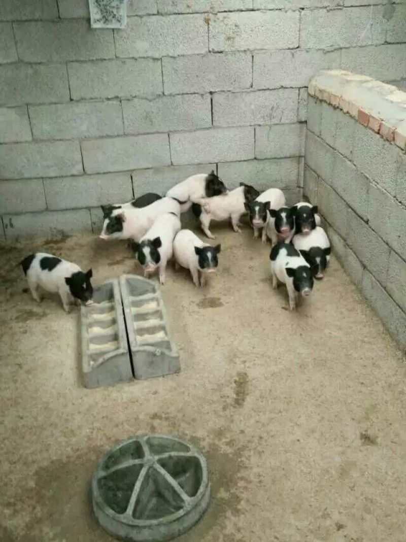 香猪