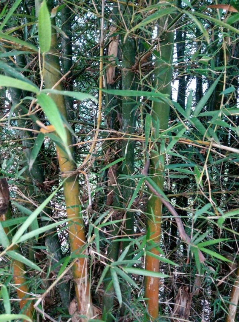 竹竿