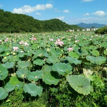 莲蓬~鲜莲子