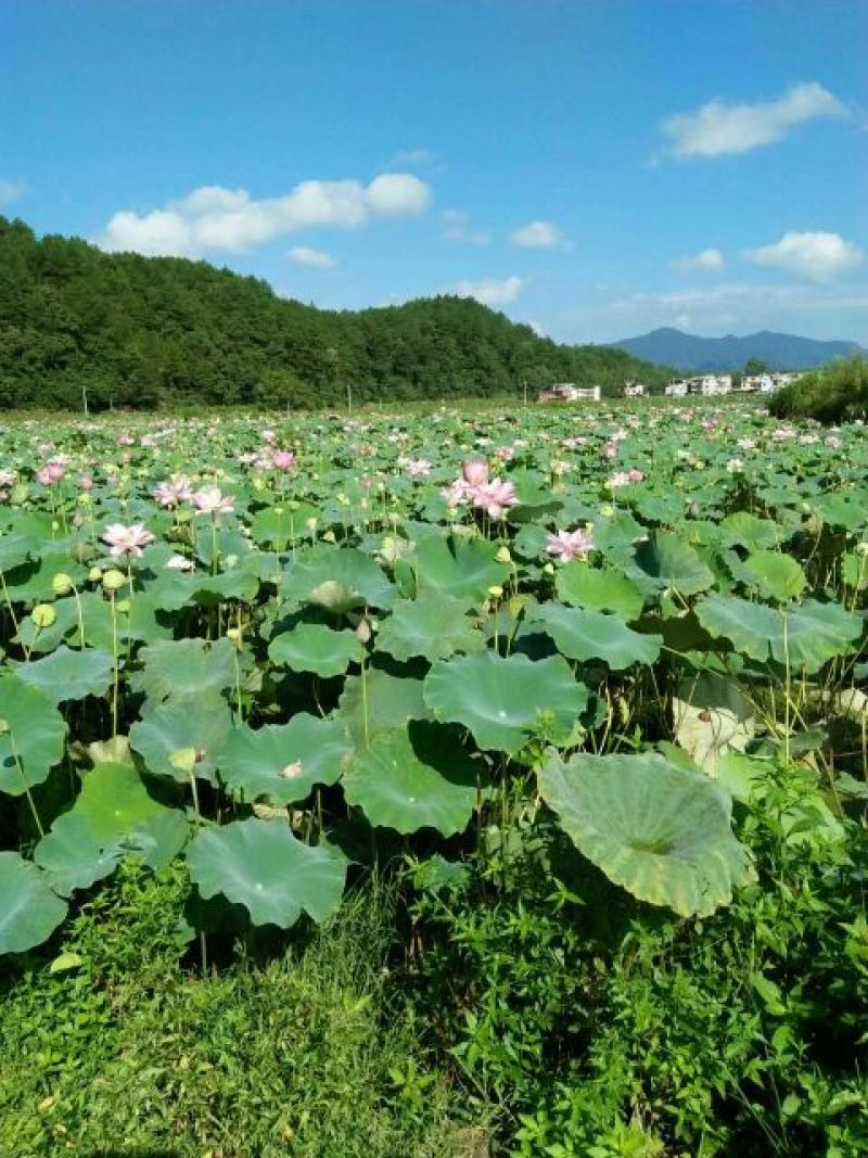 莲蓬~鲜莲子