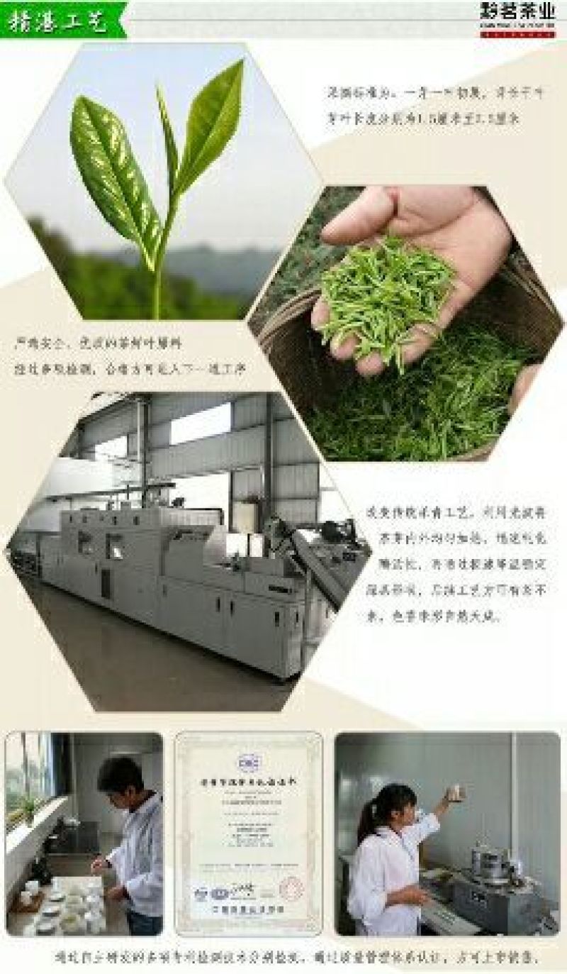 湄潭翠芽