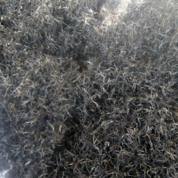 普洱绿茶散茶
