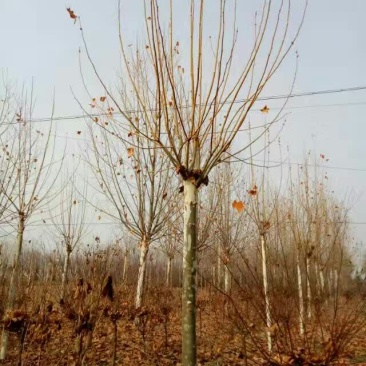 法桐2~3米10~12cm10~12cm4米以上