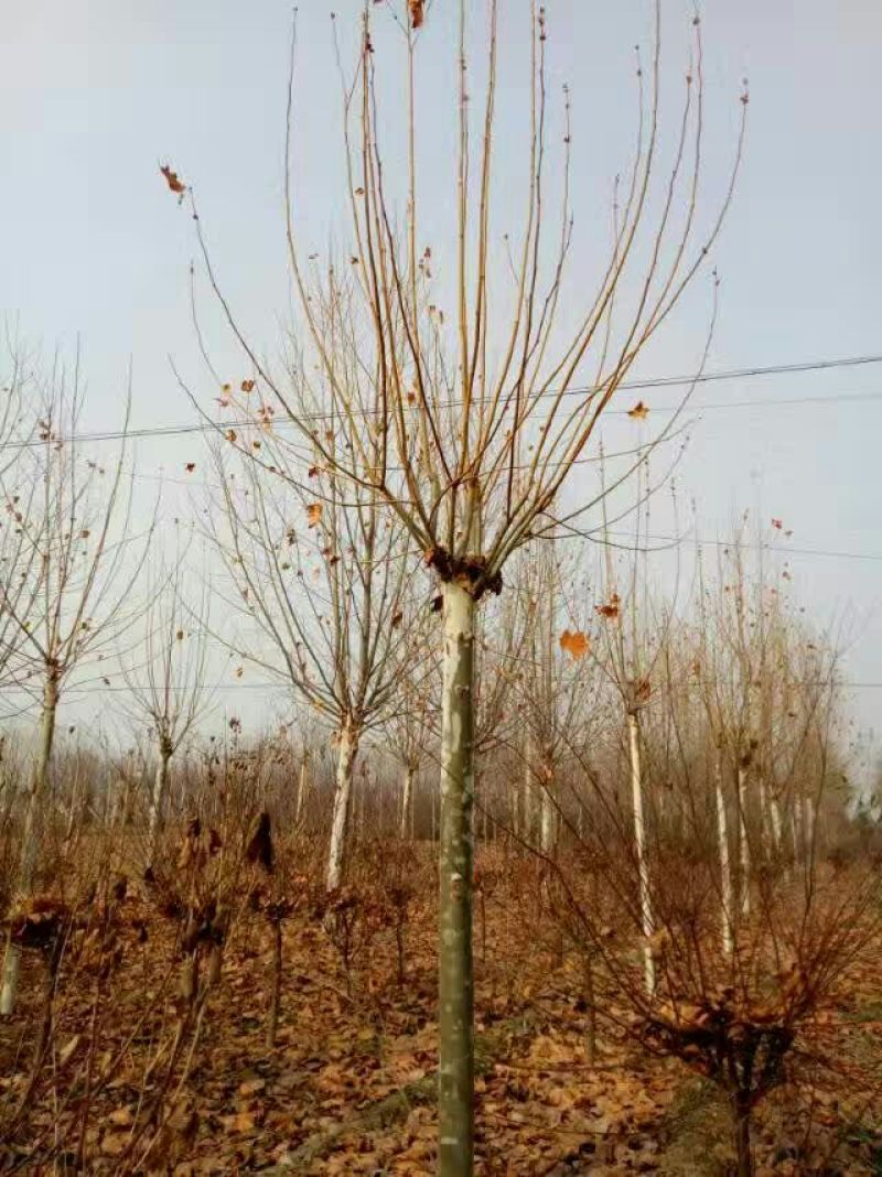 法桐2~3米10~12cm10~12cm4米以上