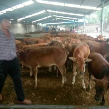 利木赞牛犊100~200kg