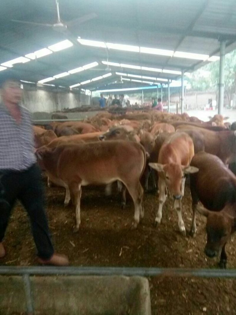 利木赞牛犊100~200kg