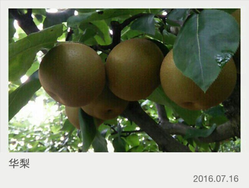 华梨旧口沙梨湖北沙梨基地