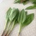山野菜